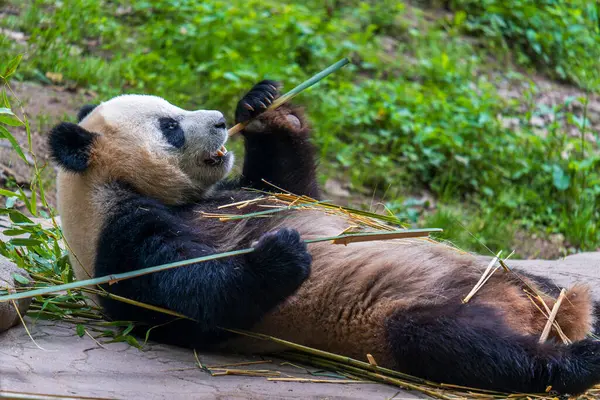 Dev panda bambu yiyor Dujiangyan Panda Üssü, Sichuan, Çin.