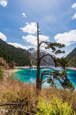 Çin 'deki Jiuzhai Vadisi Ulusal Parkı' ndaki meşhur yaşlı adam selvi ağacı, nam-ı diğer Chang Hai..