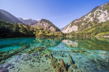 Jiuzhai Vadisi Ulusal Parkı 'nda Beş Çiçek Gölü, Sichuan, Çin.