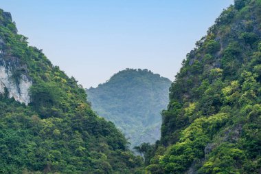 Vietnam, Lan Ha Körfezi 'nde kireçtaşı karstaki bitki örtüsü..