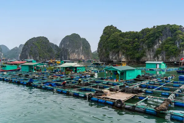 Lan Ha Bay 'de Cai Beo yüzen köyü, Hai Phong, Vietnam