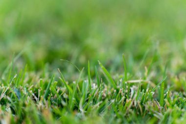 Taze yeşil çimlere yakın.