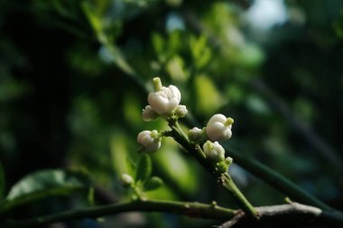 Çiçek açan güzel beyaz çiçekler bahçede doğal güneş ışığı ile botanik