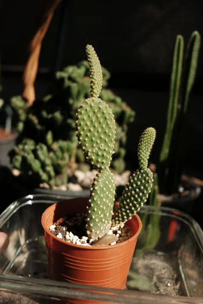 Giardino Cactus Fiorito Alla Luce Del Sole Naturale Cactus Piante — Foto Stock