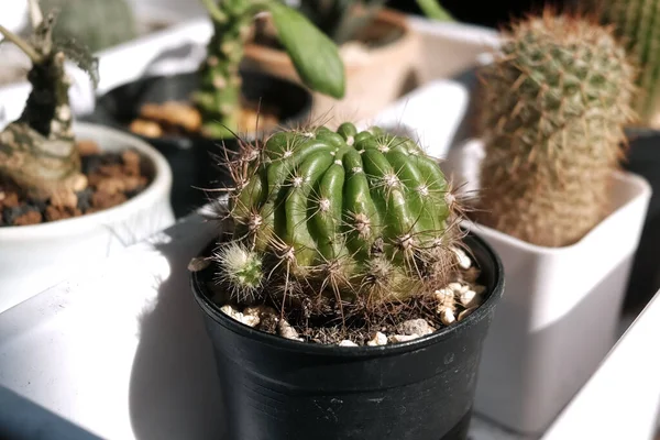 stock image Blooming cactus garden in natural sunlight. Cactus house plants