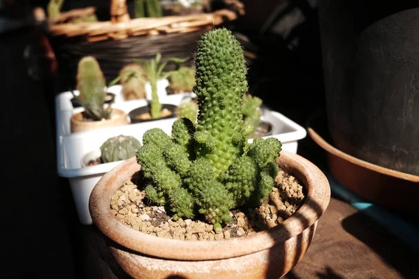Jardín Cactus Floreciente Luz Natural Del Sol Plantas Cactus — Foto de Stock
