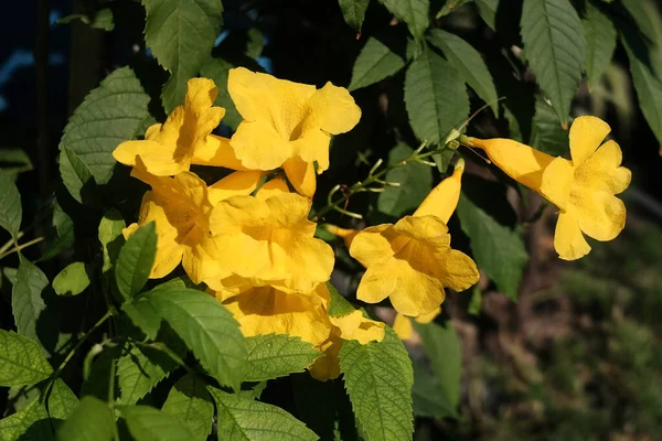 Florecimiento Flores Amarillas Jardín Día Del Sol Verano — Foto de Stock