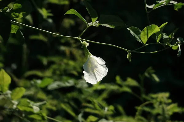 在有自然阳光的花园里盛开美丽的白花 — 图库照片