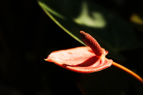Virágzó Gyönyörű Piros Béke Liliom Vagy Spathiphyllum Virágok Botanikus Kert — Stock Fotó