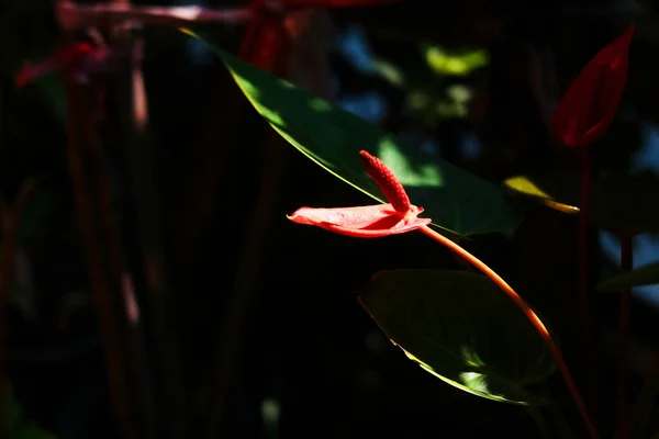 美しい赤の花を咲かせる平和ユリまたはスパシフィルムの花自然光のある庭の植物 — ストック写真