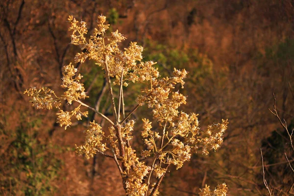 Blühender Zweig Wildblume Auf Dem Berg Sommer Thailand — Stockfoto