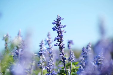 Çiçek açan mor lavanta çiçekleri çayırdaki doğal güneş ışığıyla.