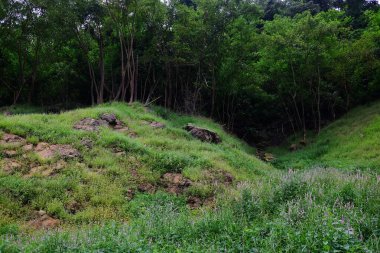 Vahşi ormanda sisli ve yeşillik sisli tropikal yağmur ormanları için ferah bir manzara. Tayland 'a seyahat