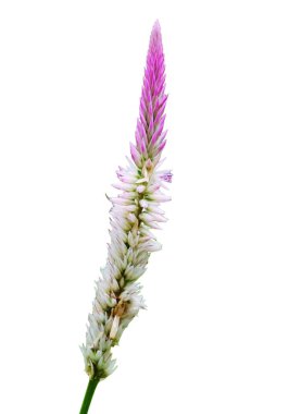 Çiçek açan ve taze çimen çiçekleri beyaz arka planda izole