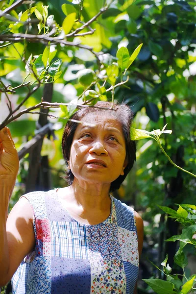 Asian elderly senior woman is smiling  for gardening with plants and organic fresh harvested vegetables in garden at house. Elderly and healthy in retirement concept