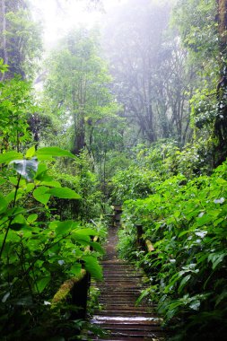Tropikal yağmur ormanlarındaki ahşap köprü ve yağmur mevsiminde sabah sisli orman yolları. Tayland Vahşi Yaşam Sığınağı