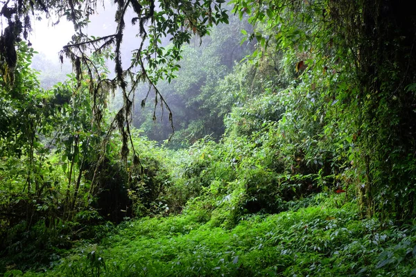 Tropical rain forest and jungle with fog in the morning during the rainy season. Wildlife Sanctuary of Thailand
