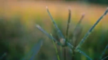 Doğal güneş ışığı ve gün batımıyla güzel çimen tarlaları.