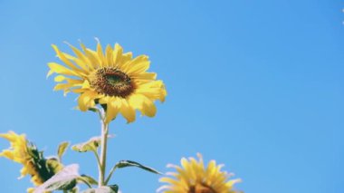 Çiçek açan Kozmos 'un mavi gökyüzü tarlası