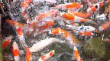 Renkli koi balıkları gölette yüzüyor.