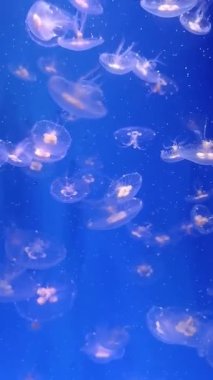 Akvaryumdaki denizanası