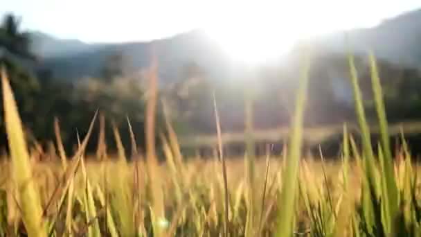 Schöne Grasfelder Und Reisfarm Mit Natürlichem Sonnenlicht Und Sonnenuntergang — Stockvideo