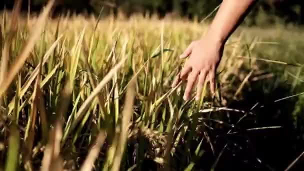 Красивые Травяные Поля Женская Рука Касается Колосьев Естественном Солнечном Свете — стоковое видео