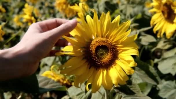 美丽的女人的手在自然的阳光下触摸着向日葵 — 图库视频影像