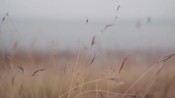 Blühendes Weiches Grasblumenfeld Weht Sonnenuntergang Wind — Stockvideo