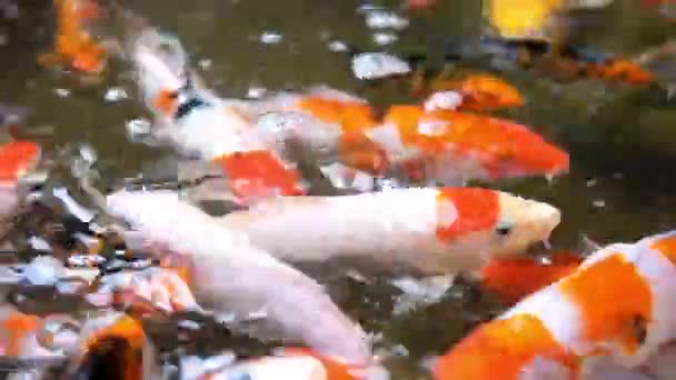 Colorful Koi Fishes Swimming Pond — Stock Video