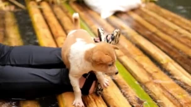 Perro Cachorro Bote Balsa Bambú Olas Agua Bosque Tropical Del — Vídeo de stock