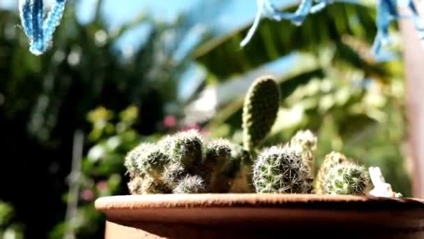 Vintage Tenda Blu Nel Vento Con Cactus Fiore Sole Decorato — Video Stock