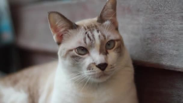 Симпатичная Серая Полосатая Кошка Отдыхает Деревянной Террасе Дома — стоковое видео