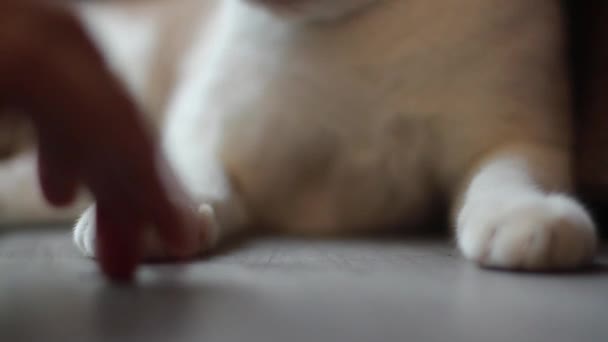 Mão Mulher Está Tocando Para Amor Nas Pernas Gato Branco — Vídeo de Stock