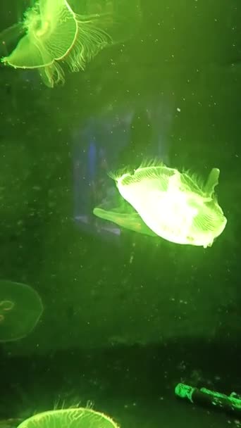 Jellyfish Aquarium — Stock Video