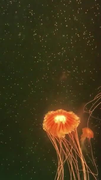 Meduzy Akwarium — Wideo stockowe