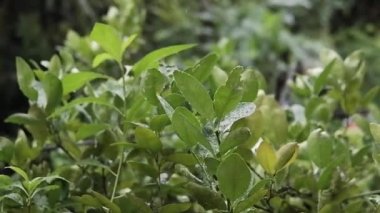 Bahçedeki yaprakların üzerine yağmur günü yağdıran taze çiy damlası. Yağmurlu mevsimler