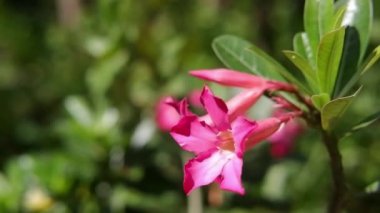 Pembe Bignonia ya da Çöl Gülü çiçekleri rüzgarda çiçek açıyor ve bahçedeki güneş ışığı bokeh doğal arka planda.