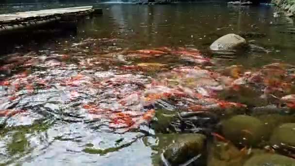 다채로운 물고기는 정원에서 연못에서 — 비디오