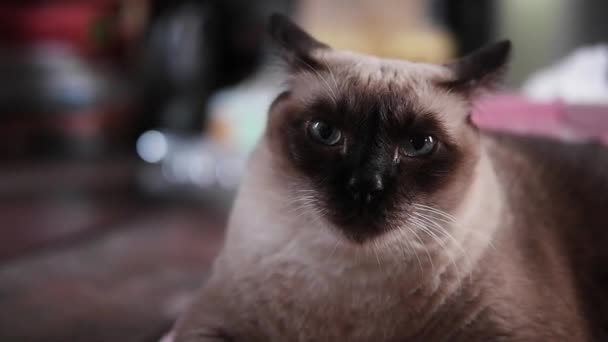 Siamese Cat Relaja Suelo Madera Con Luz Natural Del Sol — Vídeos de Stock