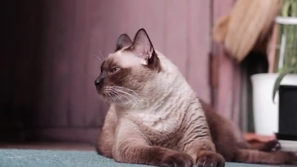 Gato Siamés Está Disfrutando Relajándose Terraza Madera — Vídeos de Stock