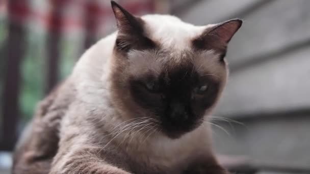 Kot Syjamski Cieszyć Się Grać Suche Liści Drewnianym Tarasie — Wideo stockowe