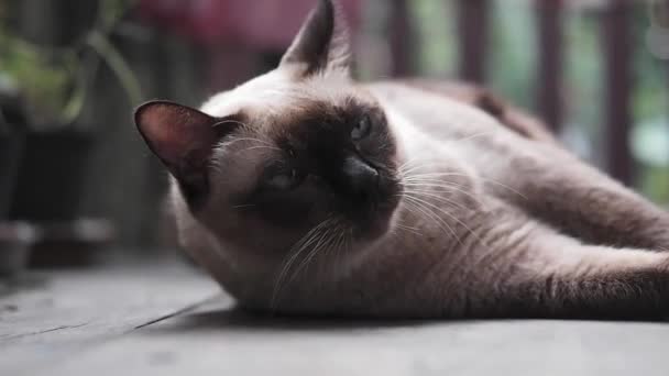 Сіамський Кіт Насолоджується Грає Сухий Лист Дерев Яній Терасі — стокове відео