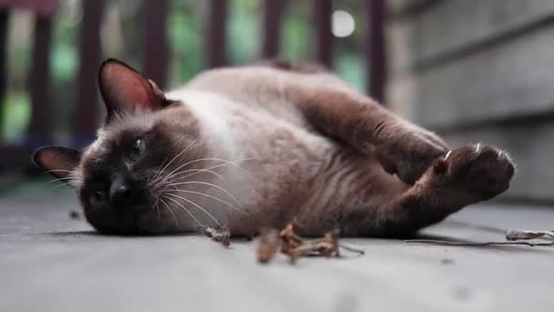 Siamese 고양이는 테라스에 건조한 즐기고 — 비디오