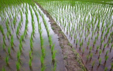 Landscape valley terraced Paddy rice fields on mountain on mountain in the countryside, Chiangmai Province of Thailand. Travel in greenery tropical rainy season concept clipart