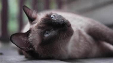 Siyam kedisi ahşap terasta kuru yaprak oynayıp eğleniyor.