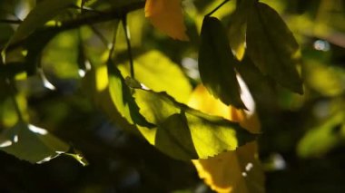 Sarı sonbahar yapraklarının dalları rüzgarda açıyor ve güneş ışığı Bokeh doğal arka planında tropikal bahçede.