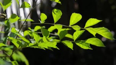 Yeşil yapraklar rüzgârda çiçek açıyor ve Bokeh doğal arka planındaki tropik bahçede güneş ışığı.