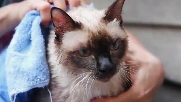 Ett Bad Siamese Katt Och Använd Handduk För Att Torka — Stockvideo