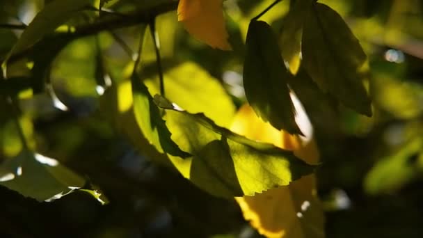 Żółte Jesienne Liście Gałąź Kwitnie Wietrze Słońcu Tropikalnym Ogrodzie Bokeh — Wideo stockowe